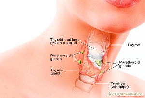 Thyroid, Cruciferous vegetables and Iodine