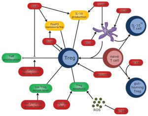 Immunity, resistance, resilience T cells Tregs and gut function