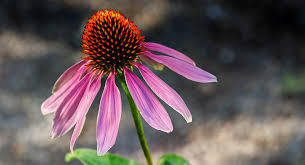 Echinacea, Rhinovirus and the Common Cold